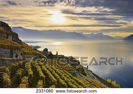 Stock Image - Switzerland, Lavaux Unesco World Heritage region, Vineyards; Saint-Saphorin. Fotosearch