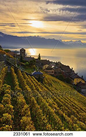 Stock Image - Switzerland, Lavaux Unesco World Heritage region, Vineyards; Saint-Saphorin. Fotosearch