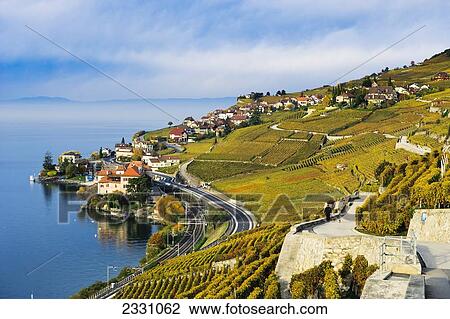 Stock Image - Switzerland, Lavaux Unesco World Heritage region, Vineyards; Rivaz village and Lake Geneva. Fotosearch