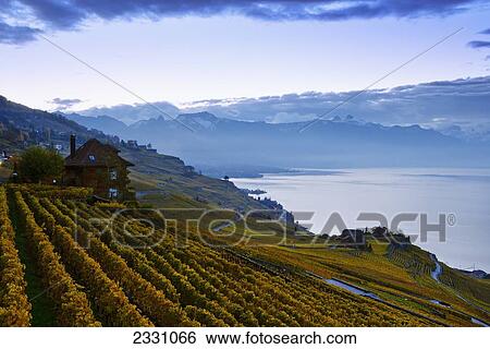 Stock Photograph - Switzerland, Lavaux Unesco World Heritage region, Vineyards; Rivaz village and Lake Geneva. Fotosearch