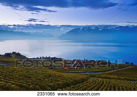 Switzerland, Lavaux Unesco World Heritage region, Vineyards; Rivaz village and Lake Geneva View Large Photo Image Stock Photography - Switzerland, Lavaux Unesco World Heritage region, Vineyards; Rivaz village and Lake Geneva. Fotosearch