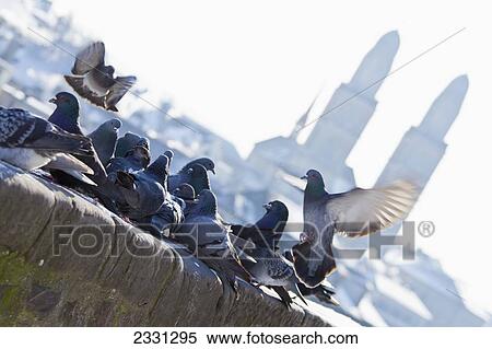 Switzerland, Pigeons; Zurich View Large Photo Image Stock Photography - Switzerland, Pigeons; Zurich. Fotosearch