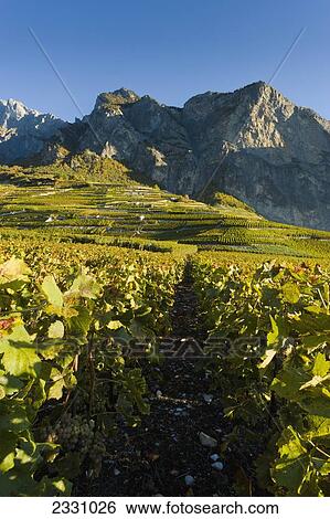 Stock Photograph - Switzerland, Suisse, Chamoson; Valais, Vineyards. Fotosearch
