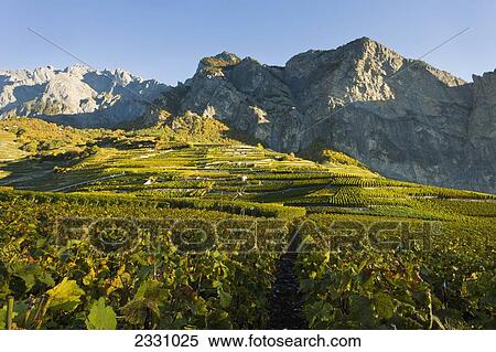 Stock Photography - Switzerland, Suisse, Chamoson; Valais, Vineyards. Fotosearch