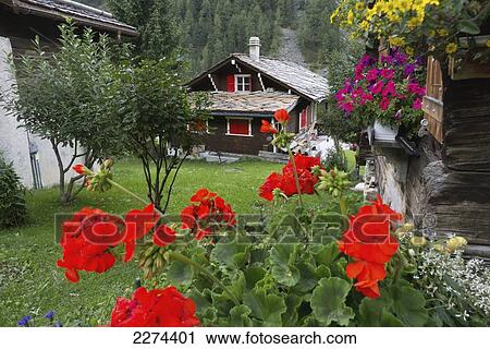Switzerland, Val d'Anniviers, 675 m in the Swiss Alps. Typical wooden Swiss chalets; Zinal, Small mountain resort that lies at an altitude of 1 View Large Photo Image Stock Image - Switzerland, Val d'Anniviers, 675 m in the Swiss Alps. Typical wooden Swiss chalets; Zinal, Small mountain resort that lies at an altitude of 1. Fotosearch