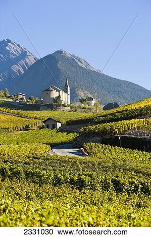 Stock Image - Switzerland, Valais, Vineyards; Saint-Severin. Fotosearch