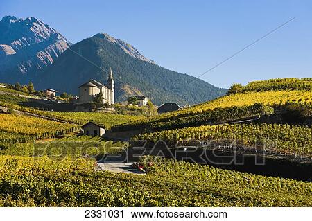 Stock Image - Switzerland, Valais, Vineyards; Saint-Severin. Fotosearch