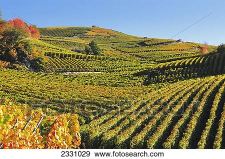 Switzerland, Valais, Vineyards; Vetroz View Large Photo Image Stock Photo - Switzerland, Valais, Vineyards; Vetroz. Fotosearch