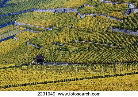Switzerland, Vineyards; Yvorne village View Large Photo Image Stock Photo - Switzerland, Vineyards; Yvorne village. Fotosearch