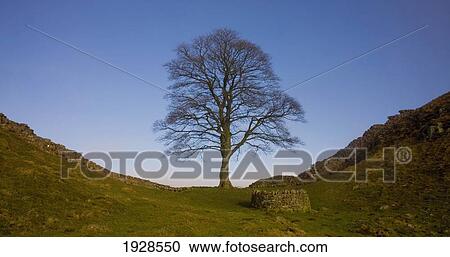 Sycamore Gap And Hadrian's Wall; Northumberland, England View Large Photo Image Stock Image - Sycamore Gap And Hadrian's Wall; Northumberland, England. Fotosearch