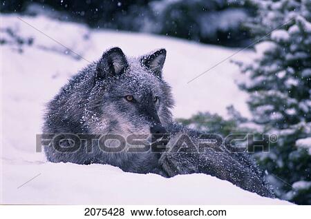 T. Kitchin, 19552C; Gray Wolf, Winter, Canis Lupus View Large Photo Image Stock Photo - T. Kitchin, 19552C; Gray Wolf, Winter, Canis Lupus. Fotosearch
