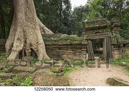 Stock Image - Ta Prohm, impressive temple in Angkor area built in the 12th Century; Siem Reap, Cambodia. Fotosearch