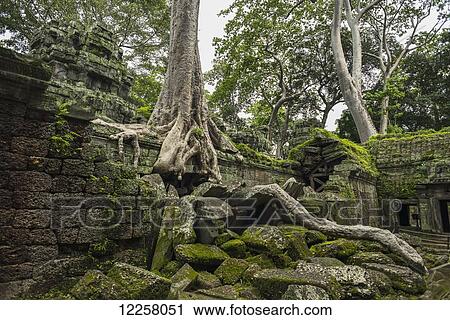 Ta Prohm, impressive temple in Angkor area built in the 12th Century; Siem Reap, Cambodia View Large Photo Image Stock Image - Ta Prohm, impressive temple in Angkor area built in the 12th Century; Siem Reap, Cambodia. Fotosearch