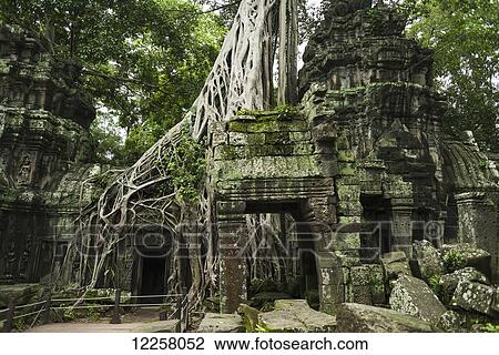Ta Prohm, impressive temple in Angkor area built in the 12th Century; Siem Reap, Cambodia View Large Photo Image Stock Image - Ta Prohm, impressive temple in Angkor area built in the 12th Century; Siem Reap, Cambodia. Fotosearch