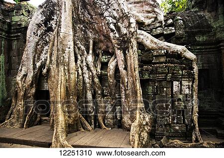 Ta Prohm Temple, large banyan tree growing out of temple walls like a snake; Angkor, Siem Reap Province, Cambodia View Large Photo Image Stock Image - Ta Prohm Temple, large banyan tree growing out of temple walls like a snake; Angkor, Siem Reap Province, Cambodia. Fotosearch