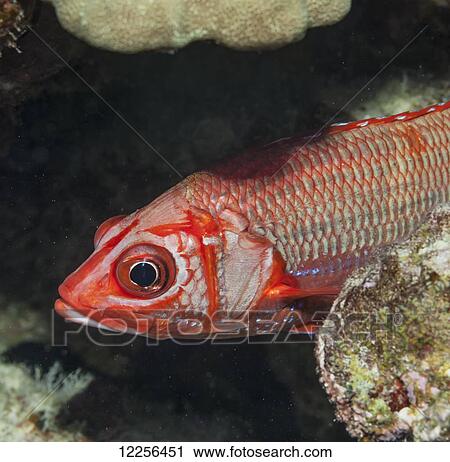 Stock Image - Tahitian Squirrelfish (Sargocentron tiere) lurking in a coral reef; Kona, Island of Hawaii, Hawaii, United States of America. Fotosearch