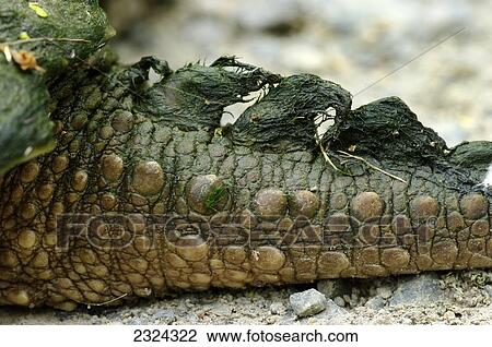 Stock Image - Tail of a snapping turtle; Pointe-des-Cascades, Quebec, Canada. Fotosearch