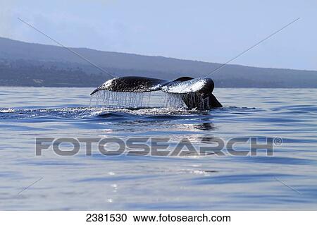 Tail of Humpback Whale (Megaptera novaeangliae) as it is descending; Maui, Hawaii, United States of America View Large Photo Image Stock Image - Tail of Humpback Whale (Megaptera novaeangliae) as it is descending; Maui, Hawaii, United States of America. Fotosearch