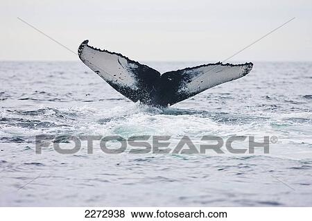 Tail Of Humpback Whale Submerging In Water; Provincetown, Massachusetts, Usa View Large Photo Image Stock Photo - Tail Of Humpback Whale Submerging In Water; Provincetown, Massachusetts, Usa. Fotosearch