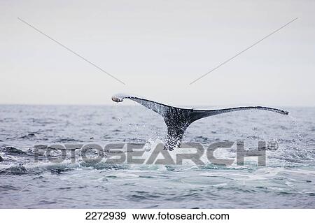 Tail Of Humpback Whale Submerging In Water; Provincetown, Massachusetts, Usa View Large Photo Image Stock Photo - Tail Of Humpback Whale Submerging In Water; Provincetown, Massachusetts, Usa. Fotosearch