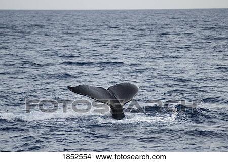 Picture - Tail Of Whale, Maui, Hawaii, Usa. Fotosearch