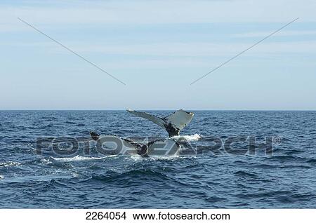 Tails Of Humpback Whales Submerging In Bay Of Fundy; Nova Scotia, Canada View Large Photo Image Picture - Tails Of Humpback Whales Submerging In Bay Of Fundy; Nova Scotia, Canada. Fotosearch