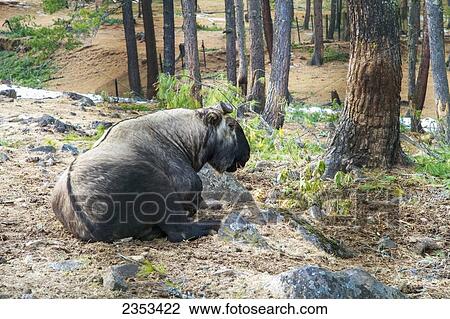 Stock Image - Takin (Budorcas Taxicolor) Is A Goat-Antelope And Is The National Animal Of Bhutan; Thimphu, Bhutan. Fotosearch