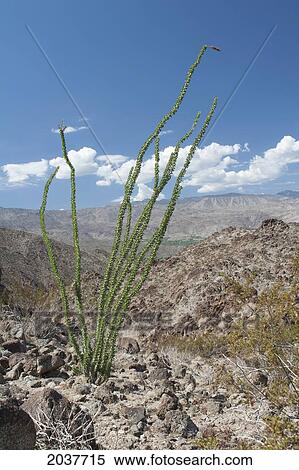 Stock Photography - Tall Cactus Plant In Desert Mountain With Mountain Range In The Distance With Blue Sky And Cloud; Palm Springs California United States Of America. Fotosearch