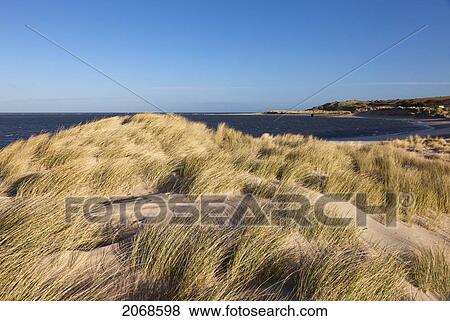 Tall Grass Blowing In The Wind Along The Coastline Of Budle Bay; Northumberland England View Large Photo Image Stock Photo - Tall Grass Blowing In The Wind Along The Coastline Of Budle Bay; Northumberland England. Fotosearch