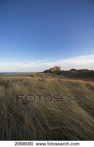 Tall Grass Blowing In The Wind With Bamburgh Castle In The Distance; Bamburgh Northumberland England View Large Photo Image Stock Image - Tall Grass Blowing In The Wind With Bamburgh Castle In The Distance; Bamburgh Northumberland England. Fotosearch