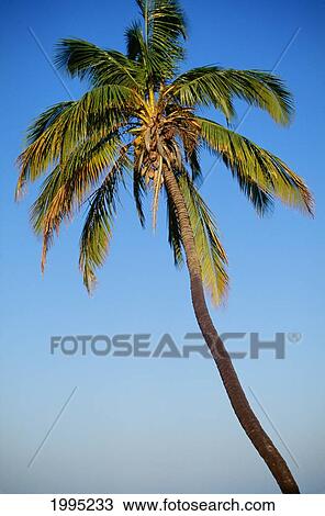 Stock Image - Tall Palm Tree Against Blue Sky In The Late Afternoon Light. Fotosearch