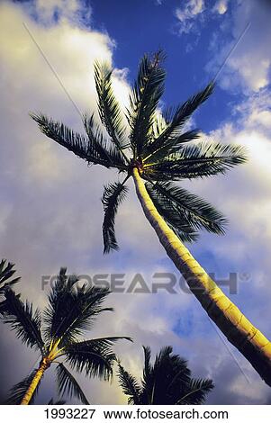 Tall Palm Tree Against Cloudy Sky In The Afternoon Light, View From Below View Large Photo Image Stock Photo - Tall Palm Tree Against Cloudy Sky In The Afternoon Light, View From Below. Fotosearch