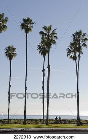 Tall Palm Trees On The Ocean Waterfront; California, Usa View Large Photo Image Stock Photo - Tall Palm Trees On The Ocean Waterfront; California, Usa. Fotosearch