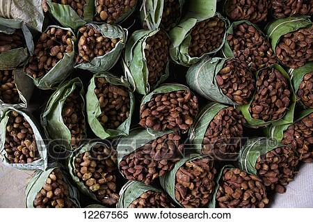 Tamarind; Khagrachari, Chittagong Division, Bangladesh View Large Photo Image Stock Photography - Tamarind; Khagrachari, Chittagong Division, Bangladesh. Fotosearch