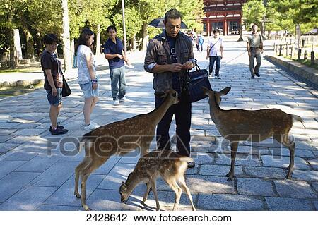 Stock Image - Tame deer coming to be fed on a walkway in the city; Japan. Fotosearch