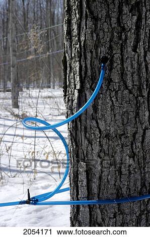 Tap In Maple A Tree Using Plastic Tubing For Sap Collection, Trillium Ridge Sugarworks, Shannonville, Ontario View Large Photo Image Stock Image - Tap In Maple A Tree Using Plastic Tubing For Sap Collection, Trillium Ridge Sugarworks, Shannonville, Ontario. Fotosearch