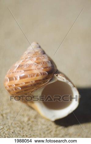 Picture - Tapestry Turban Seashell (Turbo Petholatus) Laying On Sand, Selective Focus. Fotosearch