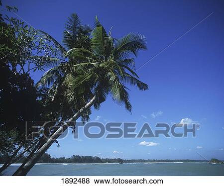 Taproban Island View Large Photo Image Stock Photo - Taproban Island. Fotosearch