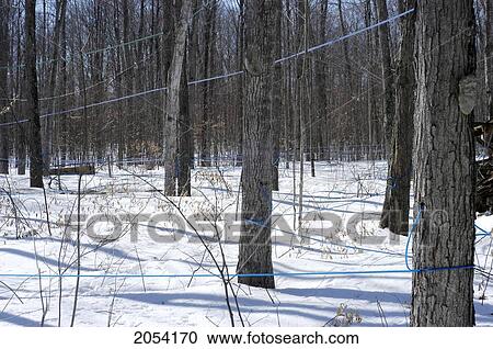 Taps In Maple Trees Using Plastic Tubing For Sap Collection, Trillium Ridge Sugarworks, Shannonville, Ontario View Large Photo Image Stock Image - Taps In Maple Trees Using Plastic Tubing For Sap Collection, Trillium Ridge Sugarworks, Shannonville, Ontario. Fotosearch