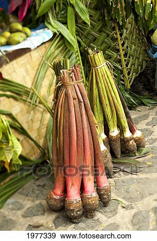Stock Photo - Taro root at market; French Polynesia. Fotosearch