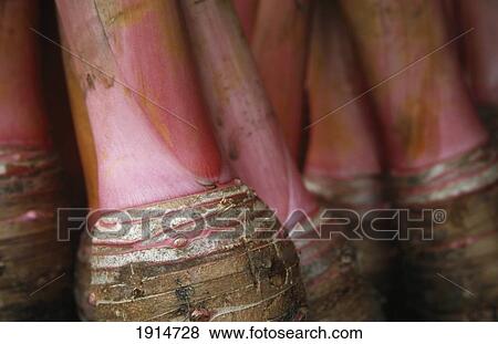 Stock Photo - Taro. Fotosearch