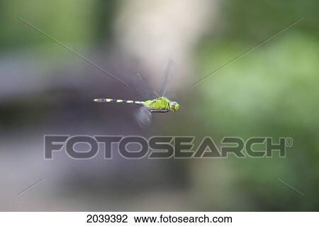 Stock Image - Tau Emerald (Hemicordulia Tau) Dragonfly In Mid Flight, Biocentro Guembe, Santa Cruz, Bolivia. Fotosearch