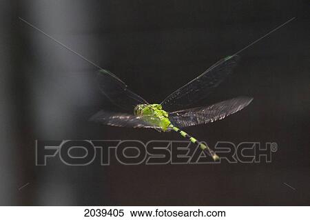 Tau Emerald (Hemicordulia Tau) Dragonfly In Mid Flight, Biocentro Guembe, Santa Cruz, Bolivia View Large Photo Image Stock Photography - Tau Emerald (Hemicordulia Tau) Dragonfly In Mid Flight, Biocentro Guembe, Santa Cruz, Bolivia. Fotosearch