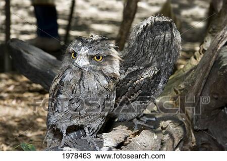 Stock Image - Tawny Frogmouth (Podargus Strigoides); Australia. Fotosearch