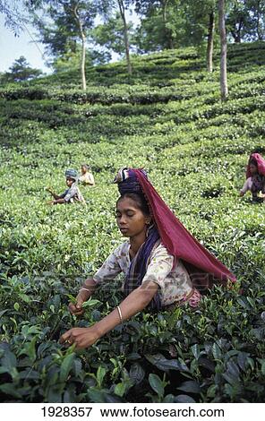 Tea Estate Plantation View Large Photo Image Stock Photo - Tea Estate Plantation. Fotosearch