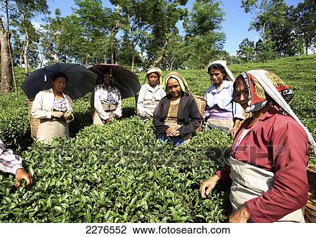 Tea pickers; Darjeeling, West Bengal, India View Large Photo Image Stock Image - Tea pickers; Darjeeling, West Bengal, India. Fotosearch