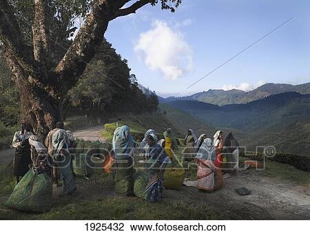Stock Image - Tea Pickers On Path, Kerala, South India. Fotosearch