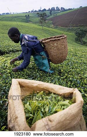 Stock Image - Tea Picking. Fotosearch