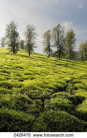 Stock Image - Tea plantation in the Western highlands; Ethiopia. Fotosearch