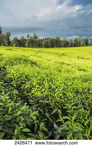 Stock Image - Tea plantation in the Western highlands; Ethiopia. Fotosearch